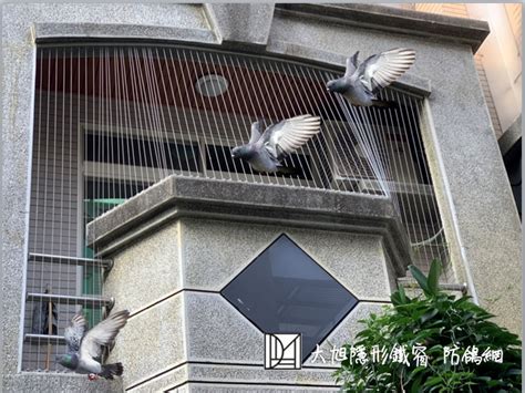 鳥死在陽台|陽台死鳥：化解法